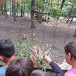 Városi Humánsegítő és Szociális Szolgálat | Napközis tábor a Családsegítőben Fiatalok őzeket etetnek egy parkban.