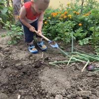 Egy kisfiú kiássa a hagymákat a földből.
