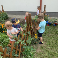 Gyerekek a zöldségeskertben szüretelik a termést.