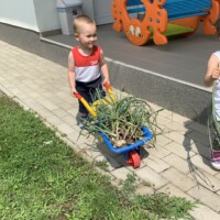 Egy kisfi&uacute; tolja egy j&aacute;t&eacute;ktalicsk&aacute;n a f&ouml;ldből kih&uacute;zott hagym&aacute;kat.