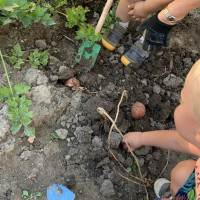 Gyerekek hagymát ásnak.