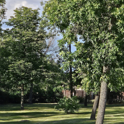 Városi Humánsegítő és Szociális Szolgálat | Kálmán Fürdő A strand fái.