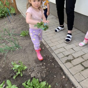 Városi Humánsegítő és Szociális Szolgálat | A Halacska csoport veteményes kertje Gyermekek kertészkednek a Bölcsőde kertjében.