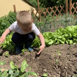 Városi Humánsegítő és Szociális Szolgálat | A Halacska csoport veteményes kertje Gyermekek kertészkednek a Bölcsőde kertjében.