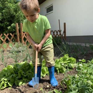 Városi Humánsegítő és Szociális Szolgálat | A Halacska csoport veteményes kertje Gyermekek kertészkednek a Bölcsőde kertjében.