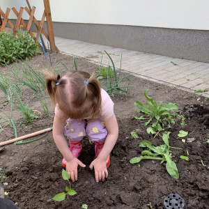Gyermekek kertészkednek a Bölcsőde kertjében.