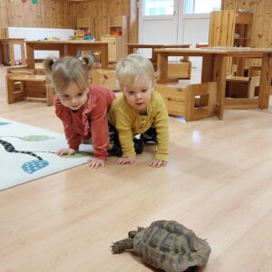 Városi Humánsegítő és Szociális Szolgálat | Állatok Világnapja a bölcsődében Teknőssel játszó kisgyermekek.