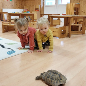 Teknőssel játszó kisgyermekek.