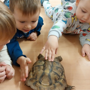 Teknőssel játszó kisgyermekek.