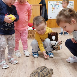 Teknőssel játszó kisgyermekek.