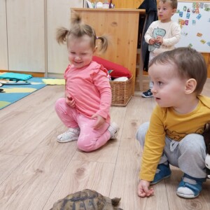 Városi Humánsegítő és Szociális Szolgálat | Állatok Világnapja a bölcsődében Teknőssel játszó kisgyermekek.
