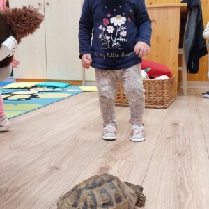 Városi Humánsegítő és Szociális Szolgálat | Állatok Világnapja a bölcsődében Teknőssel játszó kisgyermek.