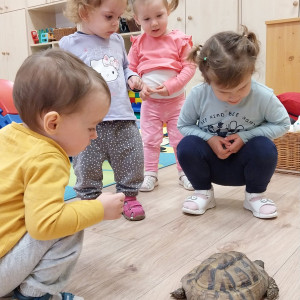 Teknőssel játszó kisgyermekek.