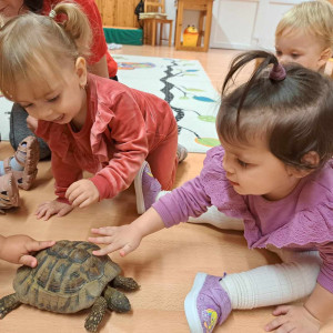 Teknőssel játszó kisgyermekek.